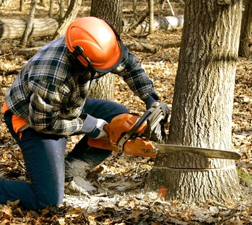 Tree Removal in Dallas, NC